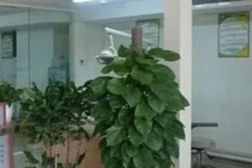 柳州根管治疗多少钱一颗牙